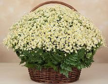 Цветочная композиция из Ромашки в корзине #REPLACE_PRED# Кваркено
